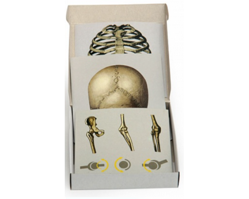 Набор типов соединения костей
